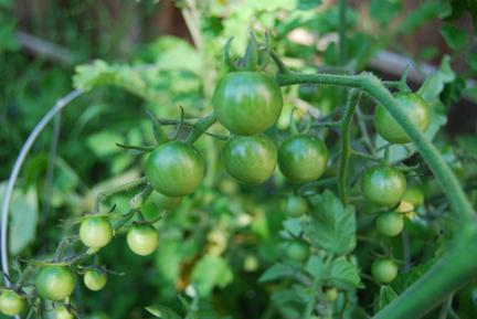 Top dressing av en tomat i ett växthus: när och vad ska man befrukta?