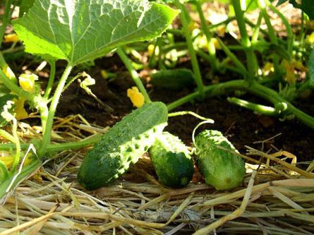 Plantering gurkor: hemligheterna av framgång