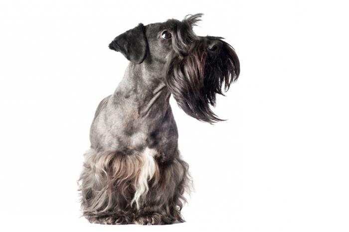 Tjeckisk terrier: beskrivning av rasen, foto, recensioner om natur och vanor