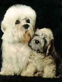 Dandy Dinmont Terrier: beskrivning av rasen, foto