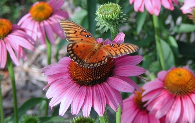 Echinacea för immunitet mot barn