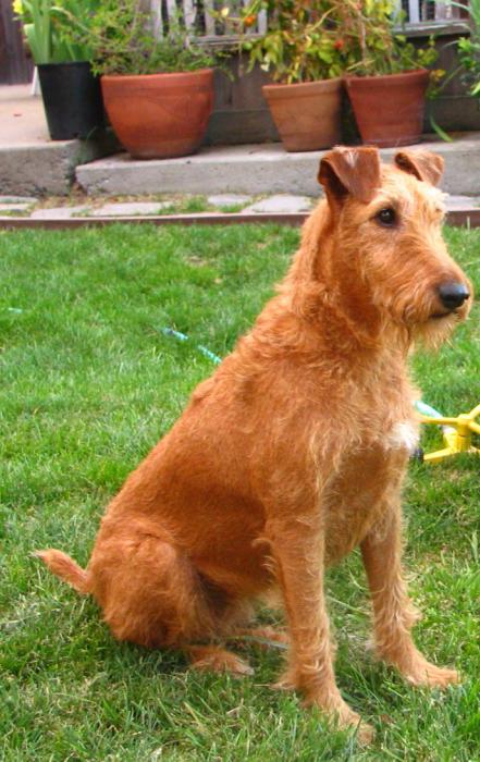 Irländsk Terrier Foto