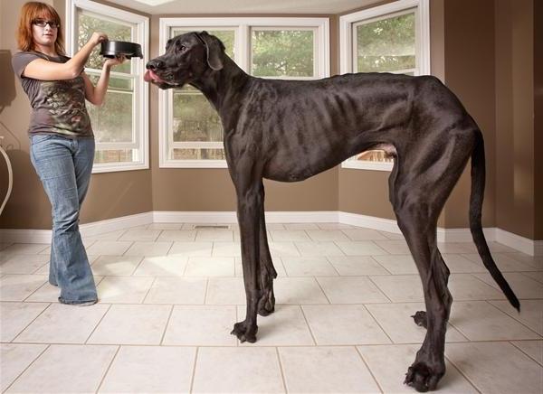 Vilken är världens största ras av hundar?