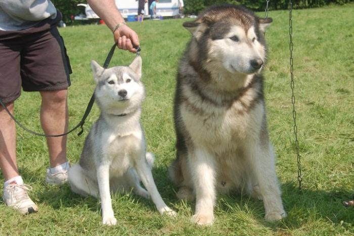 Malamute och Husky: skillnader. Beskrivning av raser, foto