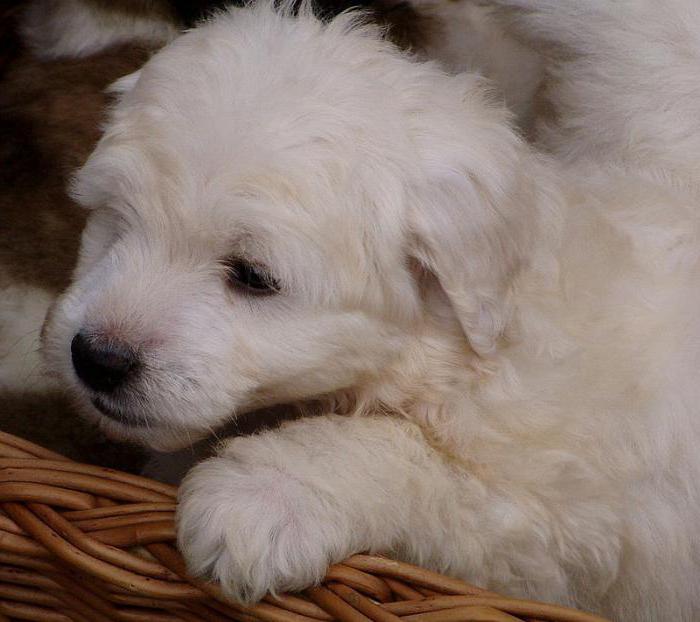 Polska Podgalyanskaya Shepherd Dog Photo