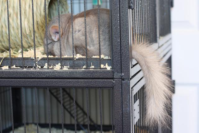 Chinchillas hemma. Skötsel och underhåll. Reproduktion av chinchillaer hemma. Ras av chinchillaer: silver och brittisk