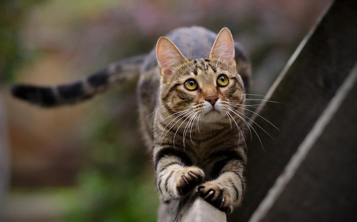 Hur många klor har en katt på sina tassar?