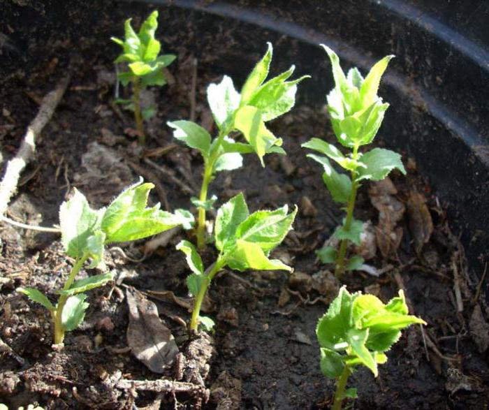 aprikos efterrätt plantering och vård