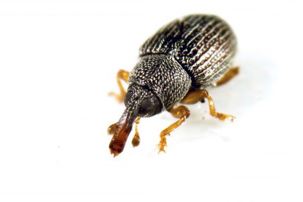 weevil weevil