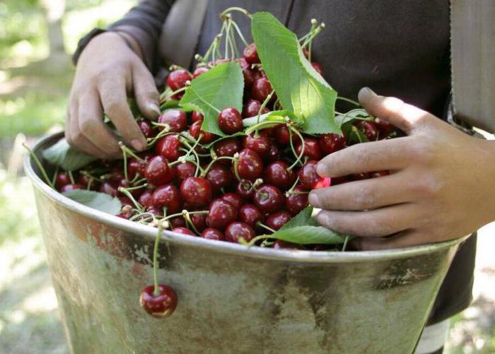 Cherry Cherry: beskrivning av kulten, foton, recensioner och egenskaper av odling