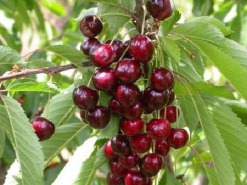 Cherry Tyutchevka pollinatorer