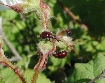 Weevils: hur man hanterar trädgårdsskadedjur