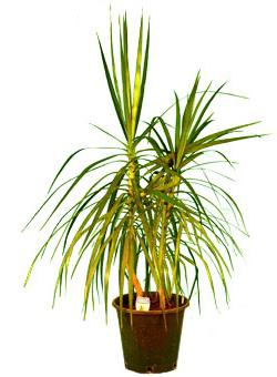 Dracaena: Bladets tips är torra. Dracaena marginerar - hemvård