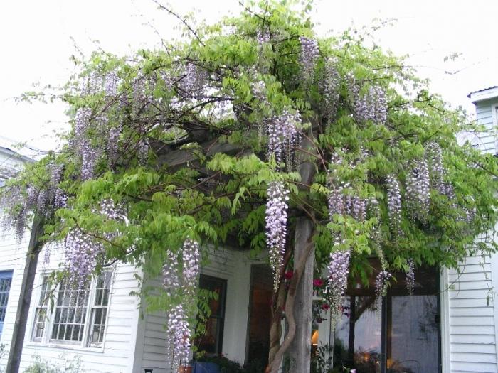 Wisteria i förorterna