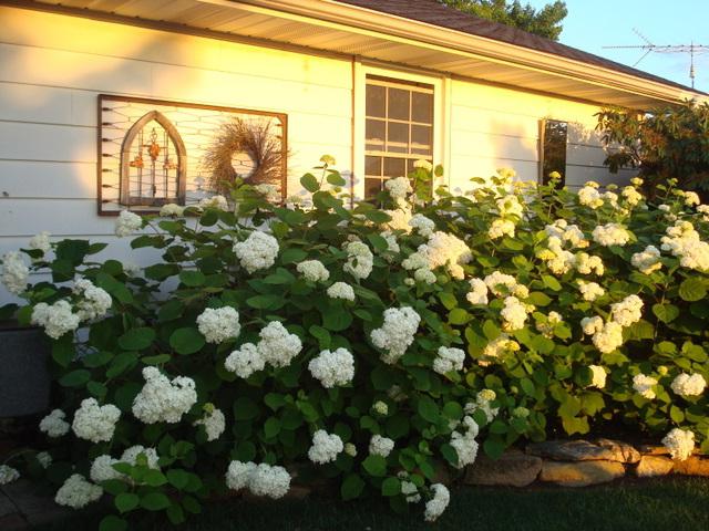 hydrangea grandiflora plantering och vård