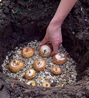 plantering gladiolus