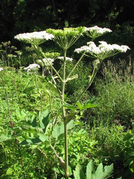 Hur bli av med hogweed på platsen