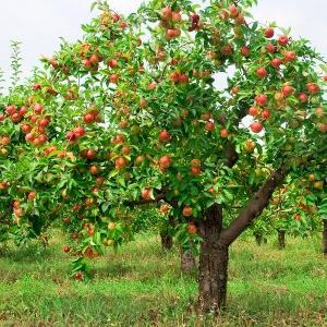 hur man skär äppelträd i höst