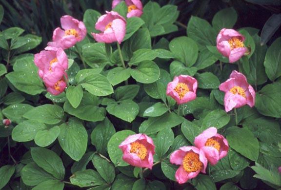 Hur man planterar peonies på våren