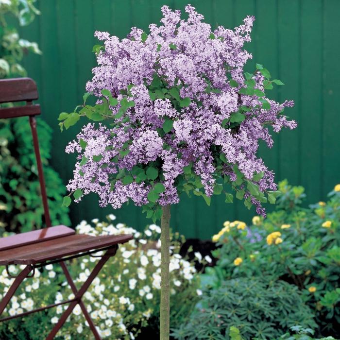 lilac varietal