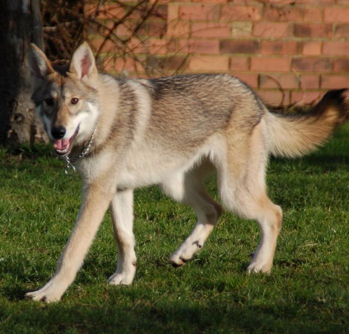 Hur man gör en monter för en hund med egna händer: höjdpunkter