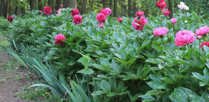 peonies i trädgården