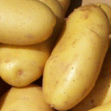Potatis "Gala": Beskrivning av sorten