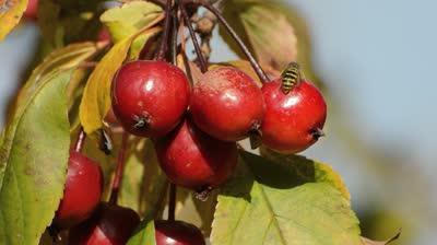 äppelgyllene kinesiska äpple