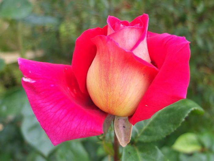 Queen of the Rose Garden Cronenburg