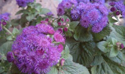 ageratum bilder