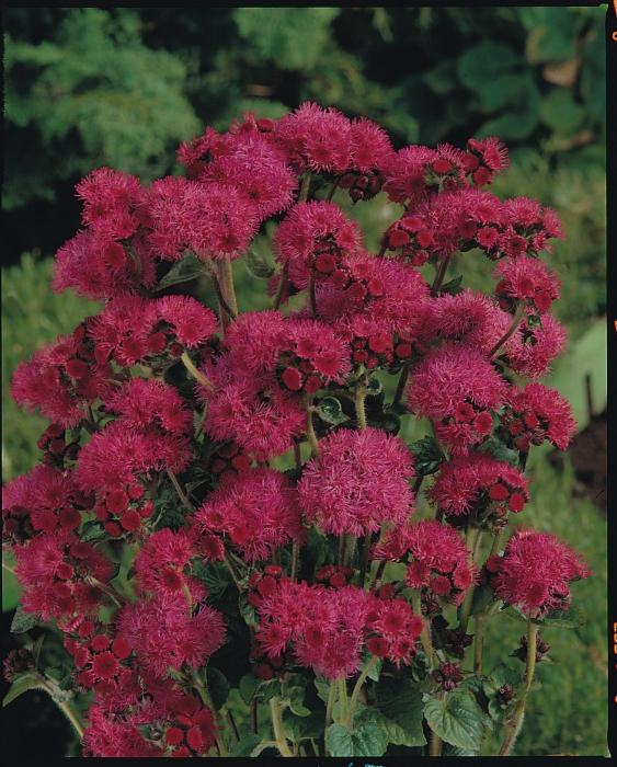 Vacker blomma ageratum. Plantering och vård