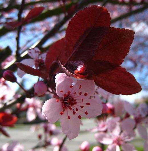 Cherry Plum Kuban Comet 