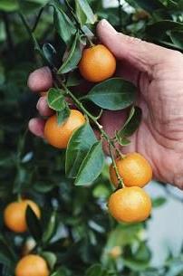 Kumquat: växer hemma