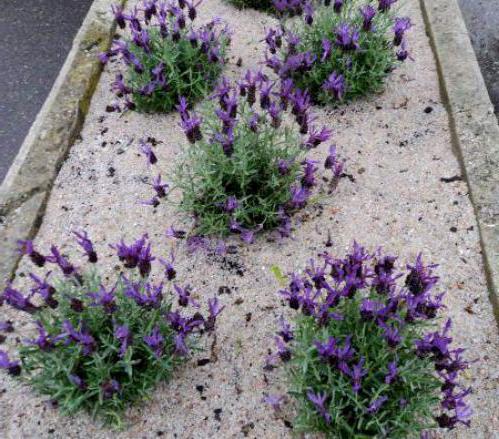 lavendel i regionen Leningrad 