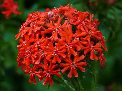 Lychnis lång