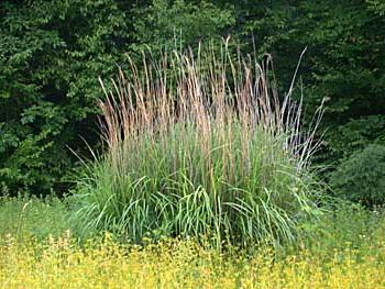 Miscanthus - Kinesisk röra