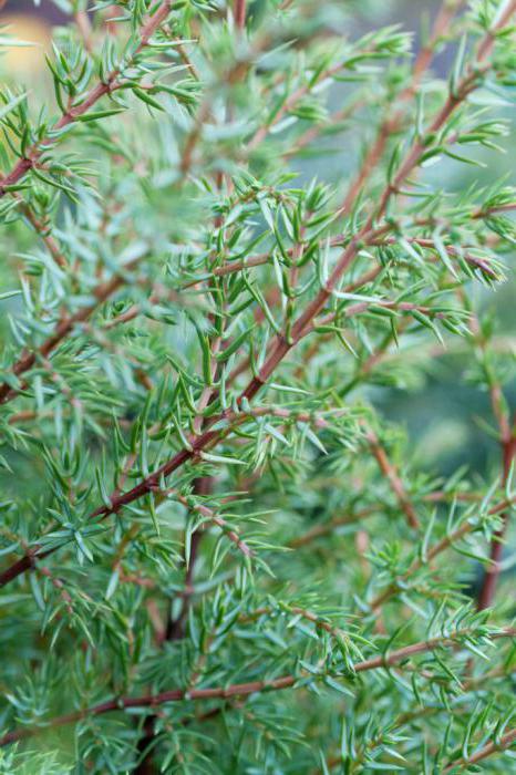 Juniperus Hibernica: växtegenskaper, vårdregler