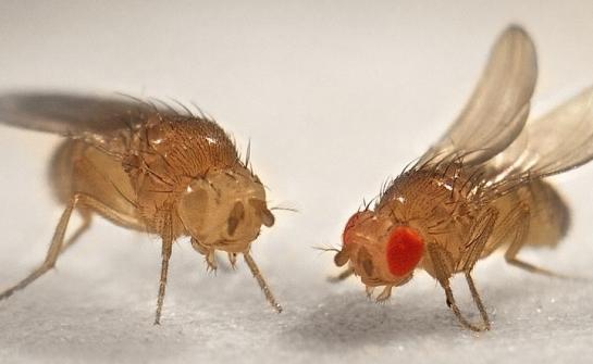 Irriterande flyg drosophila: hur man hanterar dem och hur man förhindrar deras utseende