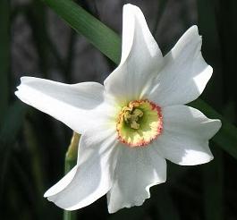 Narcissus: plantering på hösten. Råd från professionella