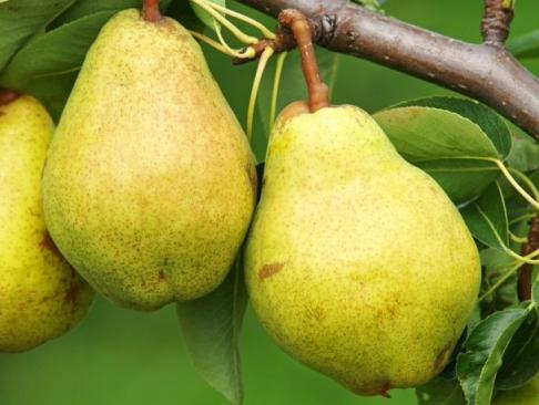 Trimning av päron på hösten som ett sätt att öka utbytet av trä