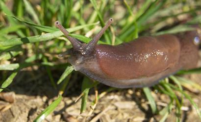 Åh, det slug! Kampen mot dem är absolut nödvändigt!