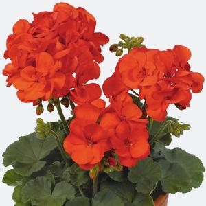 pelargonium uppfödning