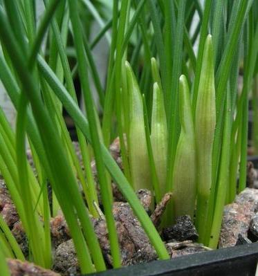 varför inte blommor påskliljor