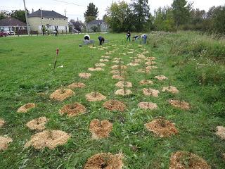 plantering av trädträd