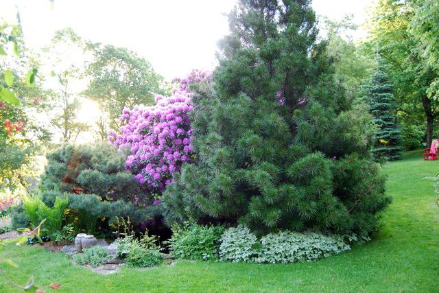 plantering av barrträd på våren