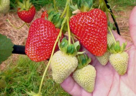Reparerade jordgubbar. Plantering och vård. sorterar