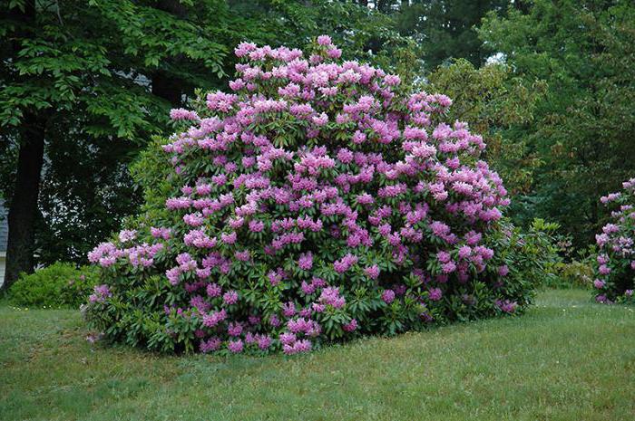 frostbeständiga rododendroner och vinterdammar