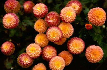 Trädgårds krysantemum blir en färgstark dekoration under hösten