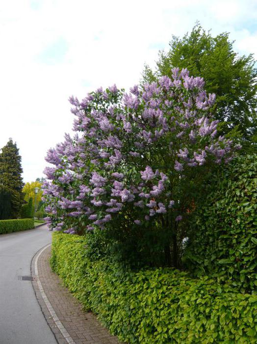 Lilac Katerina Havemeyer (vanlig): botanisk hjälp