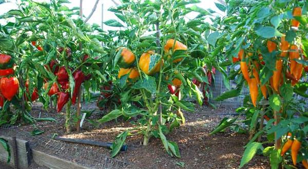 peppar plantering